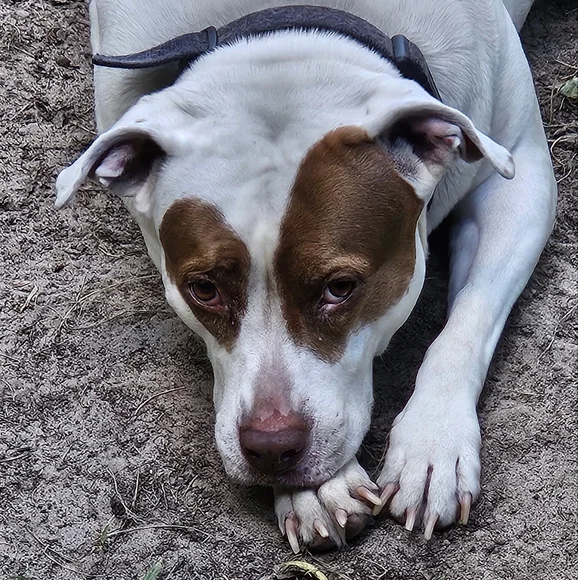 FRIDAY's THEME LIVE SHOWS NOTIFICATION |  jems_menagierie - Picture 8 of 15